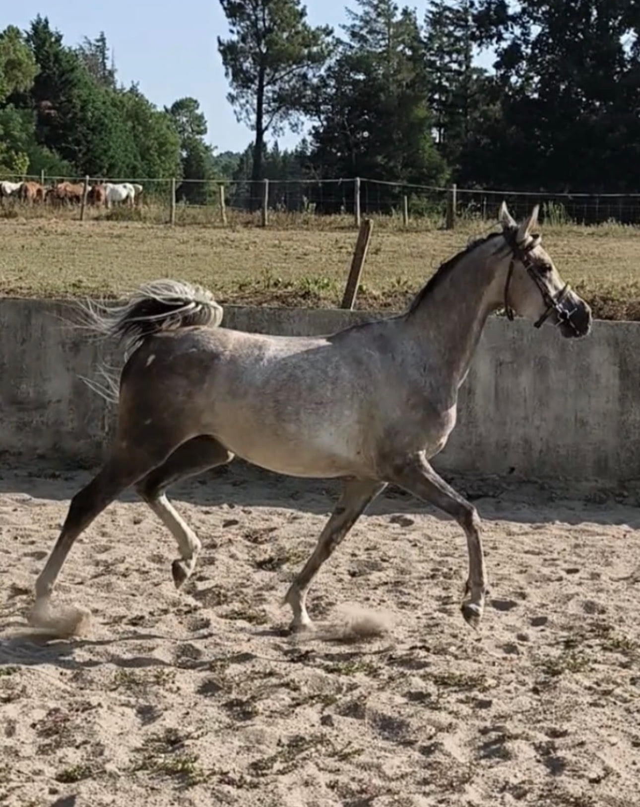 4 y.o. Dapple Grey Endurance Hongre